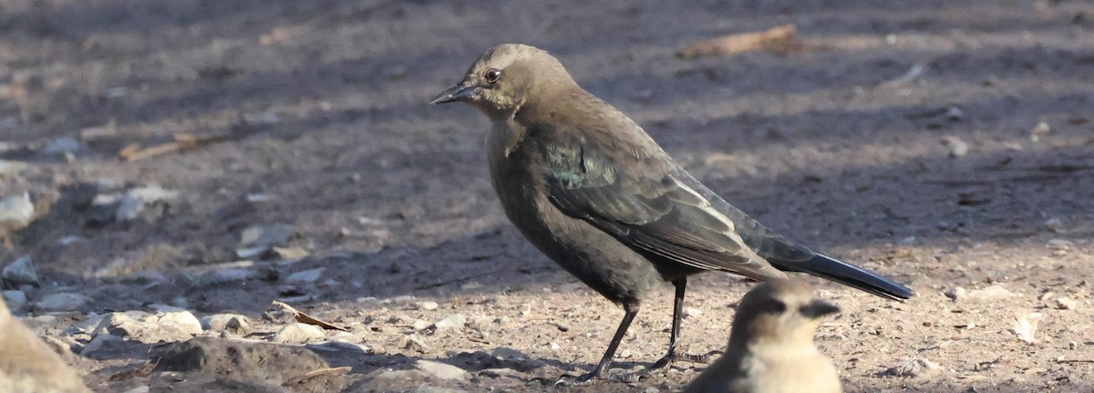 purpurhodetrupial - ML627082120