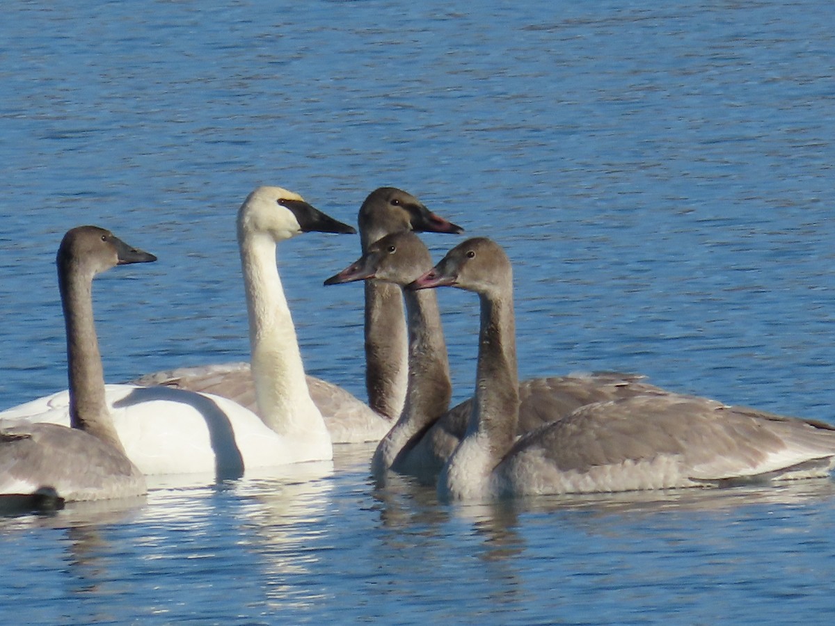 Trumpeter Swan - ML627082150