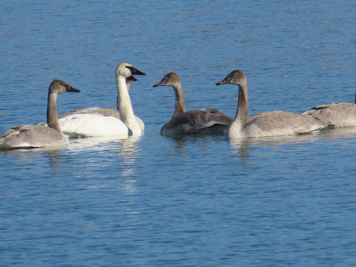 Trumpeter Swan - ML627082151