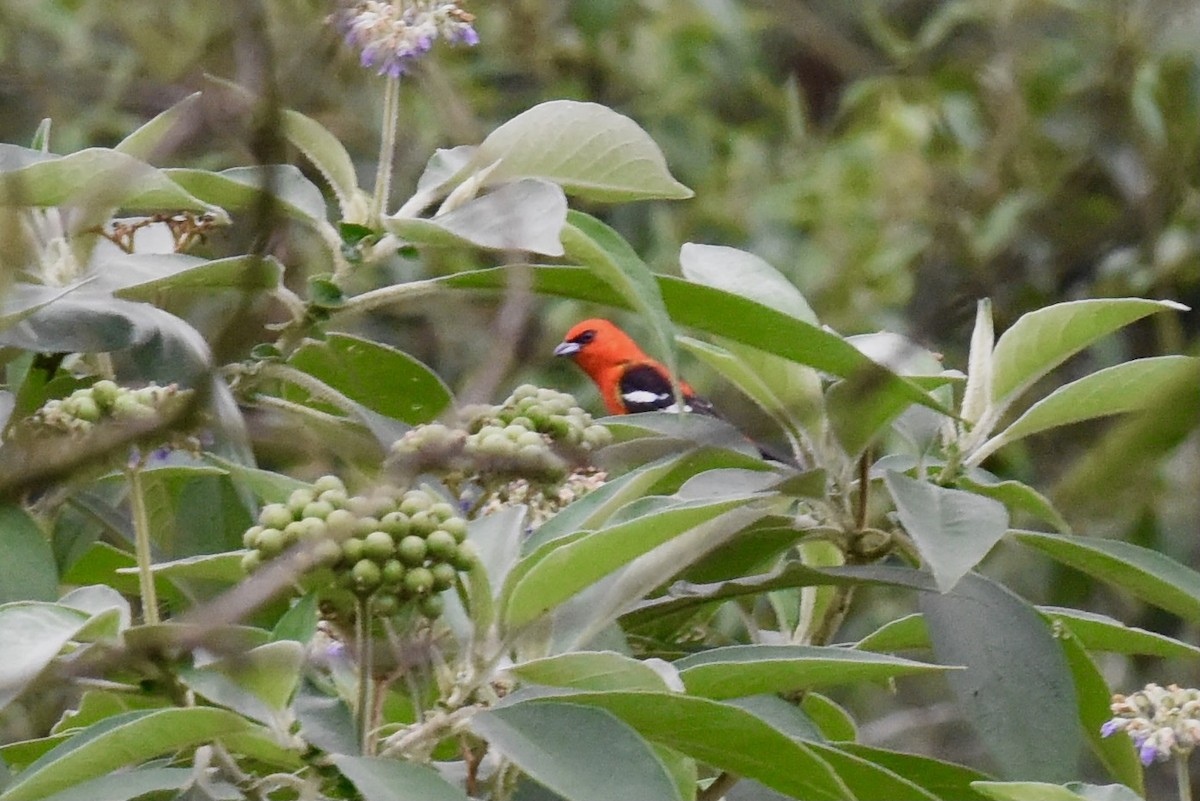 White-winged Tanager - ML627082166