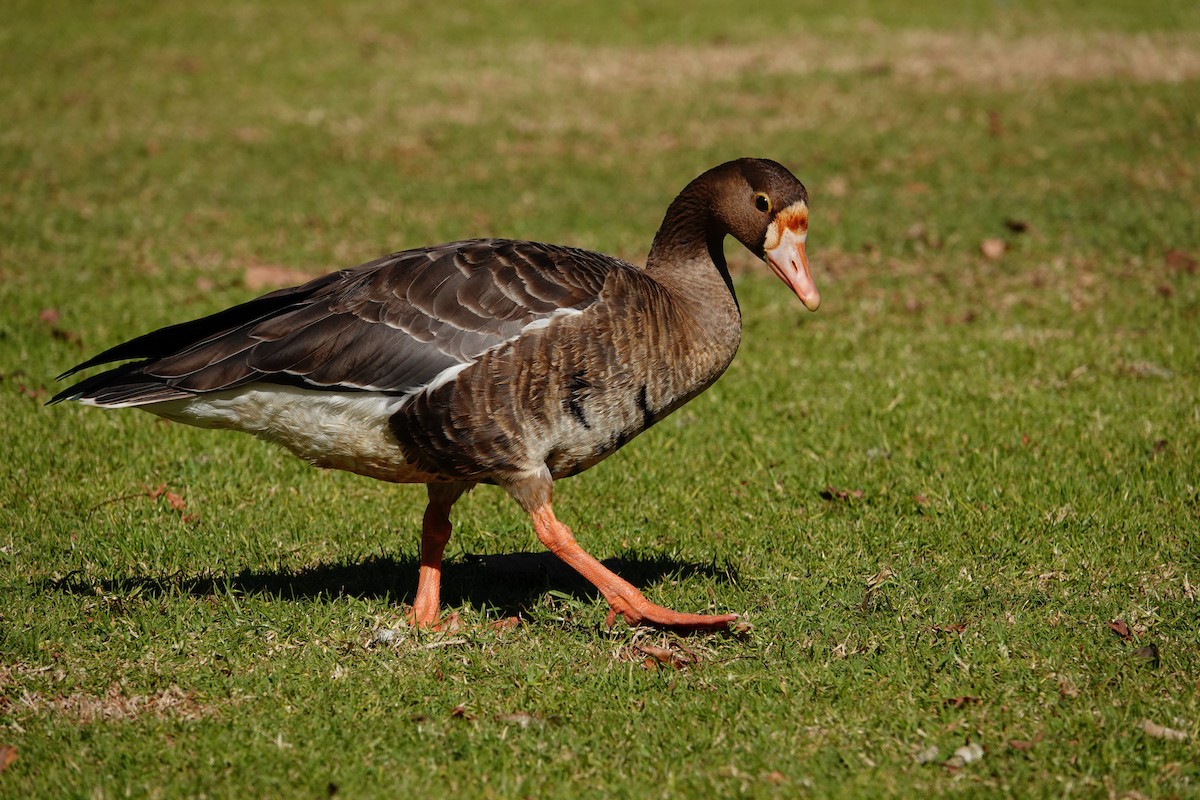 Greater White-fronted Goose - ML627082268