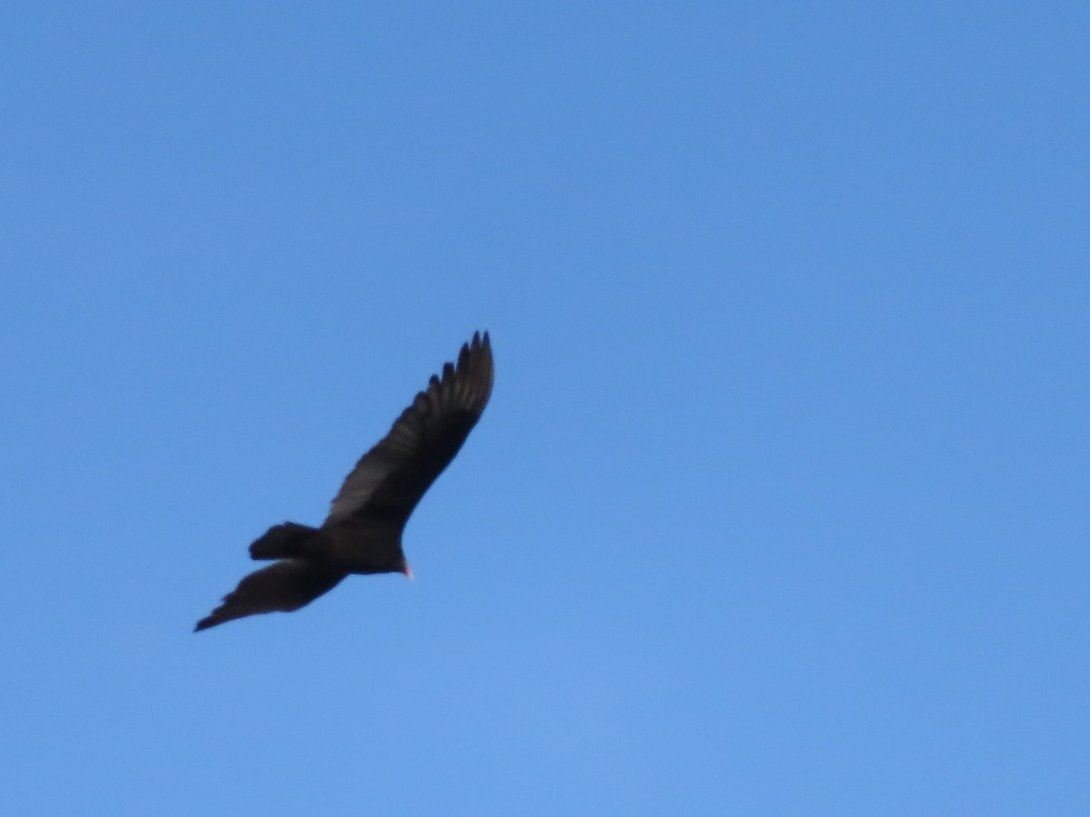 Turkey Vulture - ML627082270