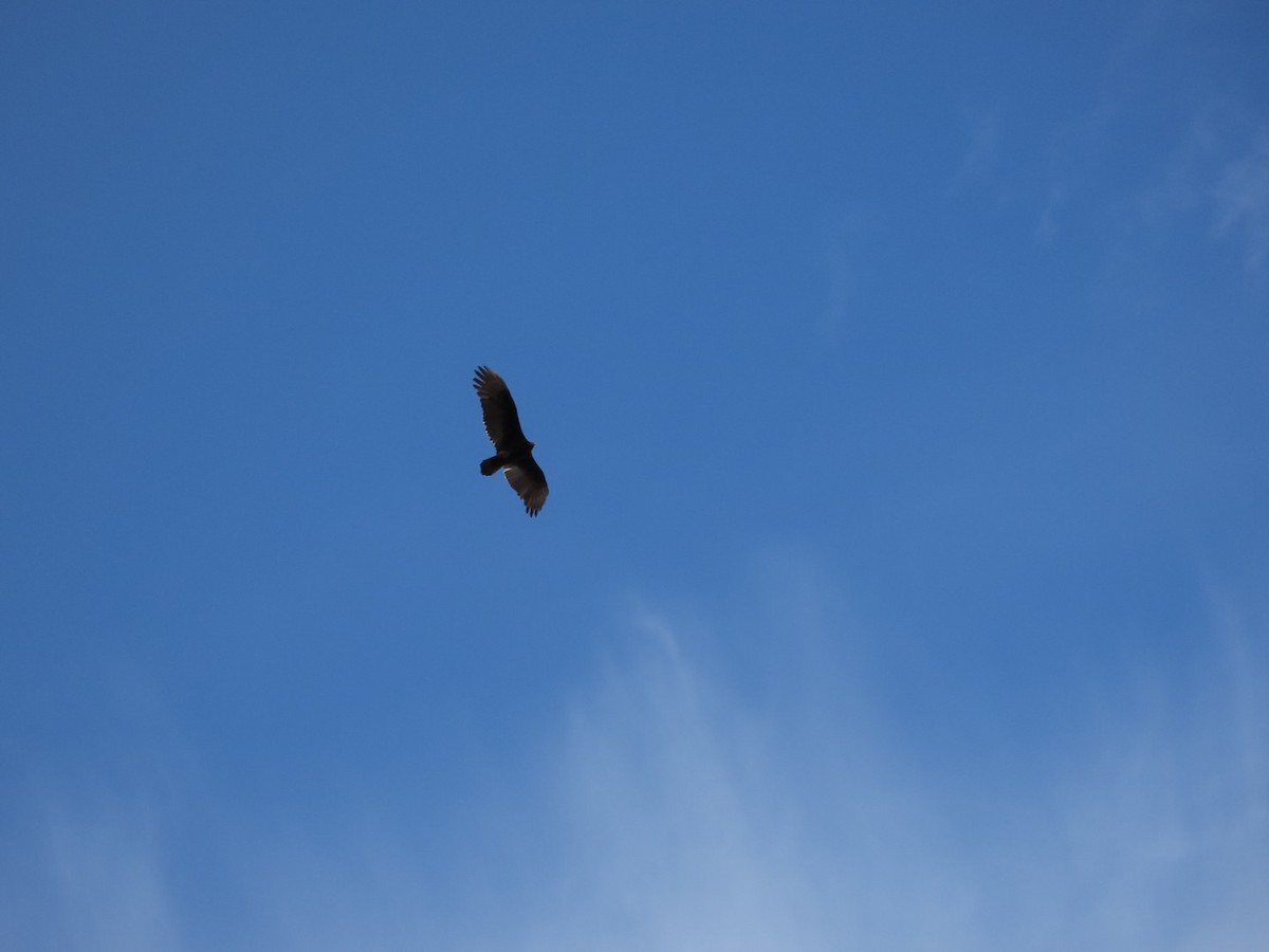 Turkey Vulture - ML627082271