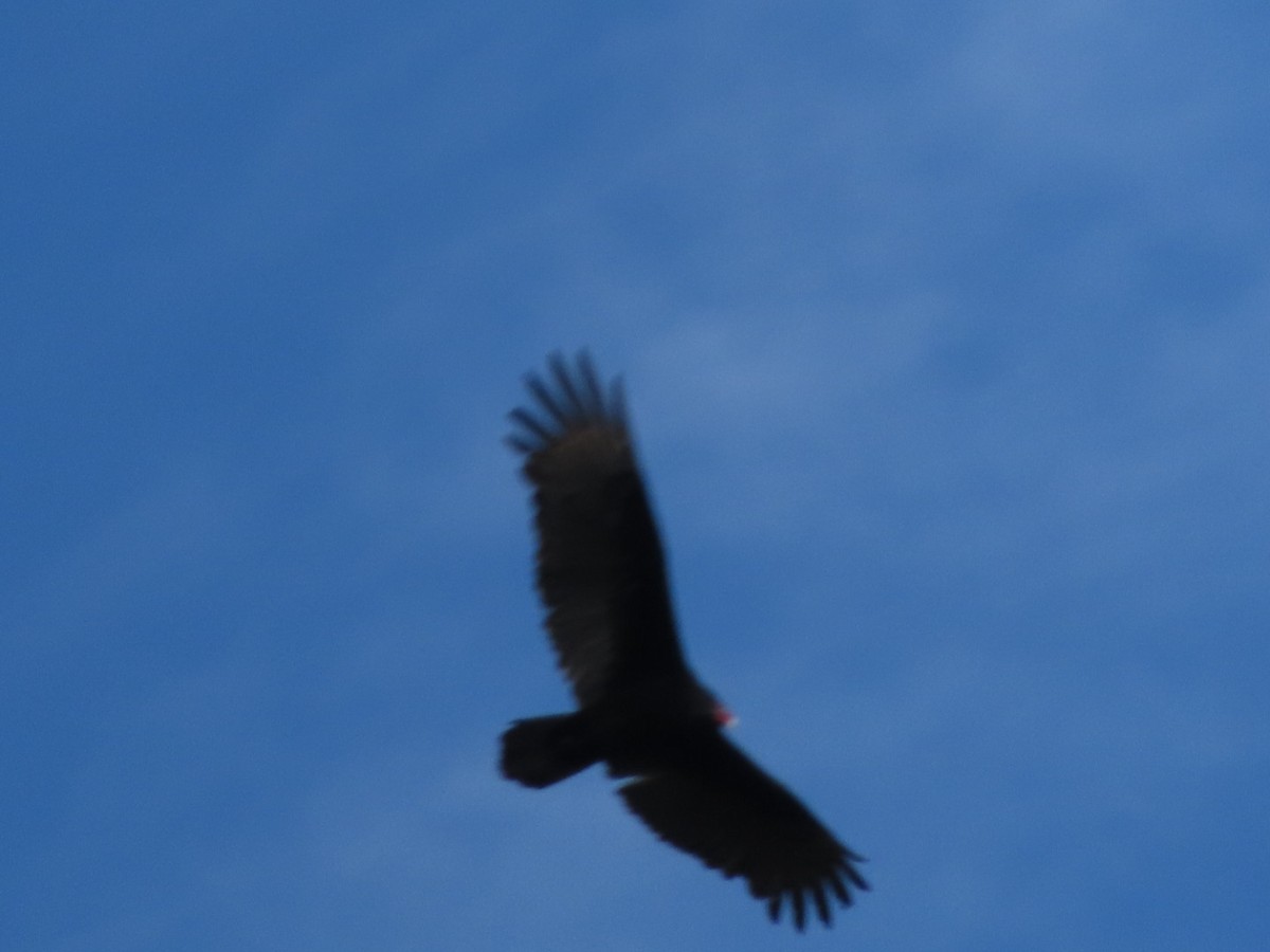 Turkey Vulture - ML627082272