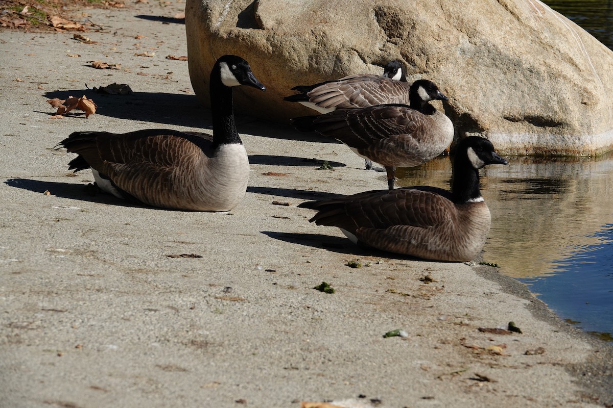 Cackling Goose - ML627082289