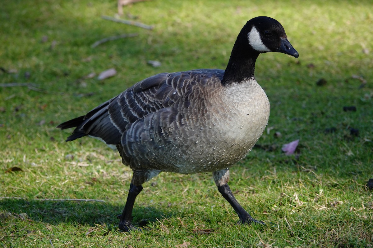 Cackling Goose - ML627082302