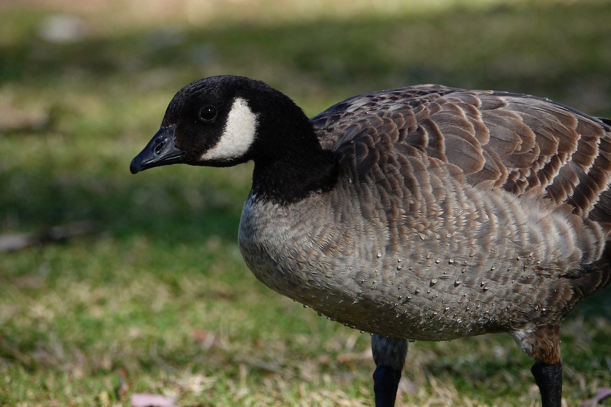 Cackling Goose - ML627082331