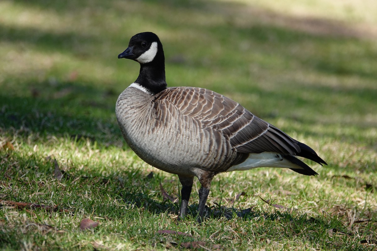 Cackling Goose (Aleutian) - ML627082352