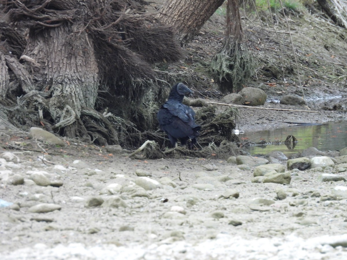 Zopilote beltza - ML627082481