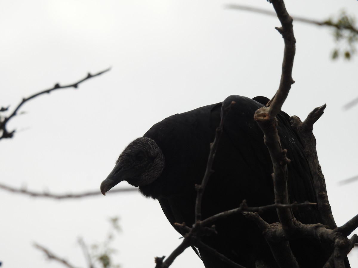 Zopilote beltza - ML627082485