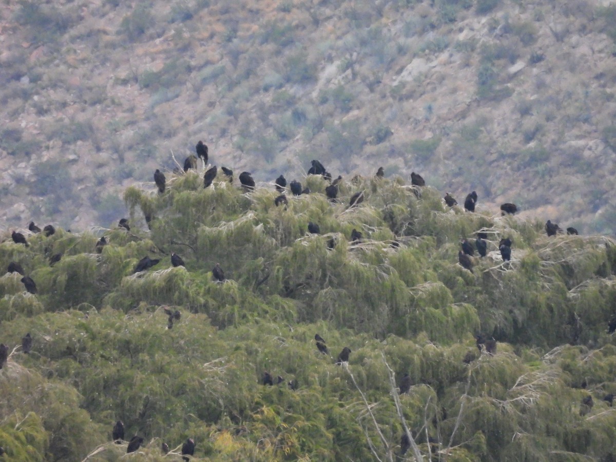 Zopilote beltza - ML627082873