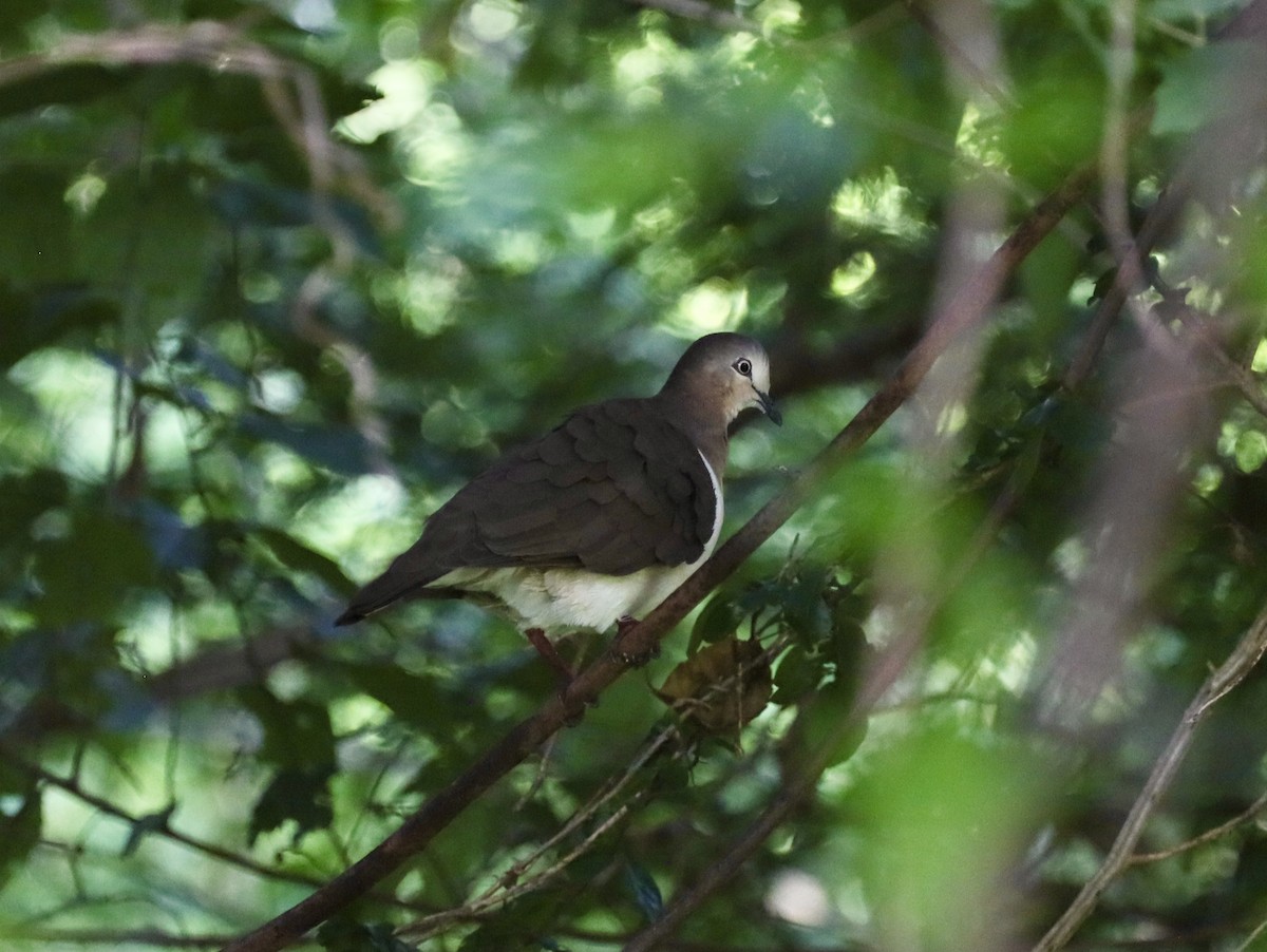 Grenada Dove - ML627082898