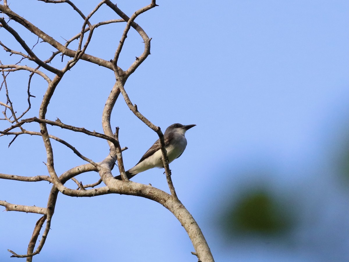 Grenada Flycatcher - ML627082957