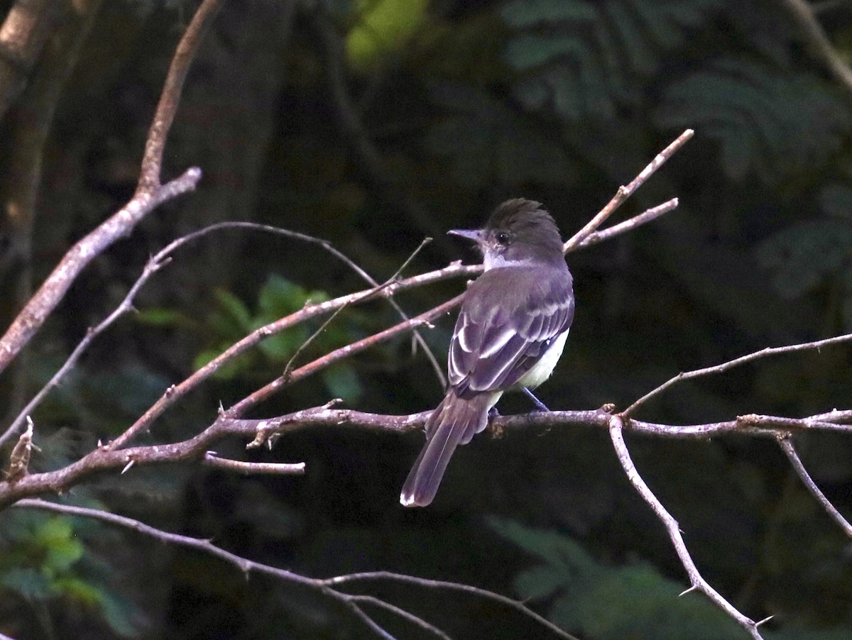 Grenada Flycatcher - ML627082974