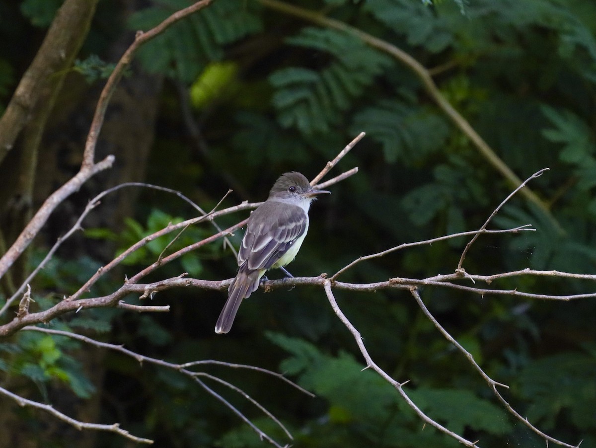 Grenada Flycatcher - ML627082975