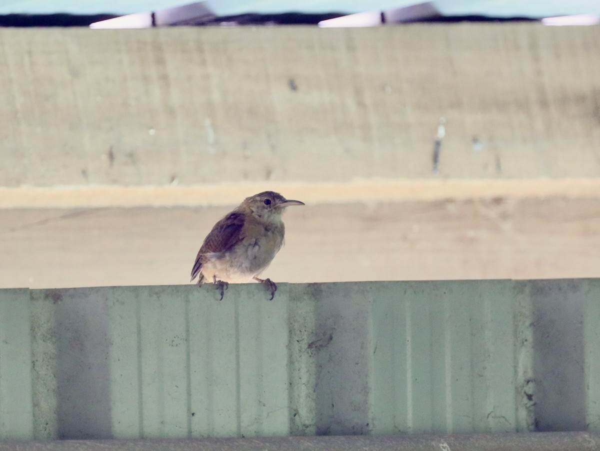 Grenada Wren - ML627082981