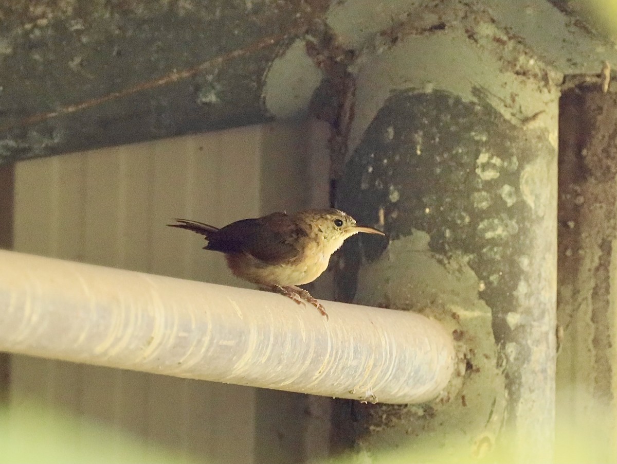 Grenada Wren - ML627082982