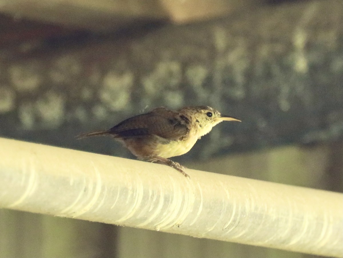 Grenada Wren - ML627082983