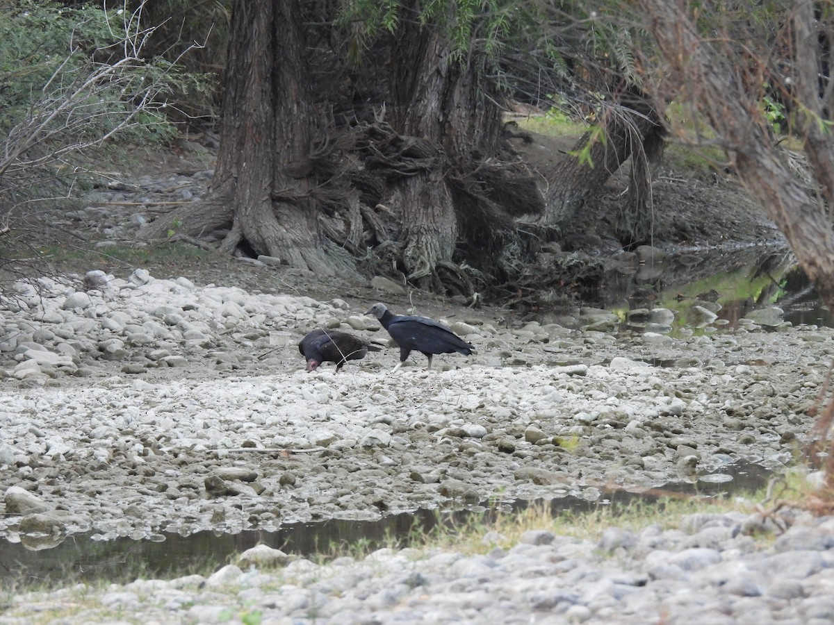 Zopilote beltza - ML627083095