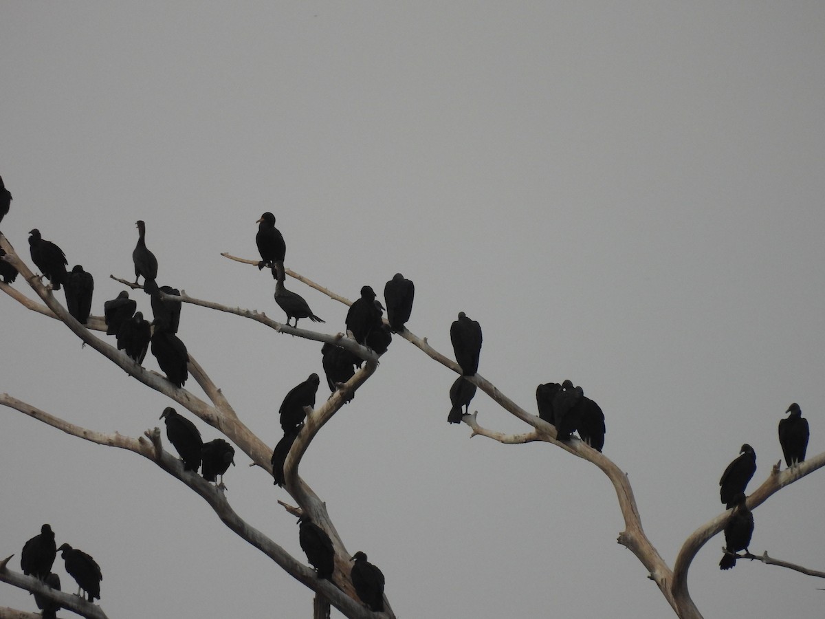 Zopilote beltza - ML627083143