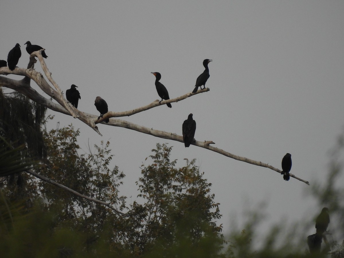 Zopilote beltza - ML627083144