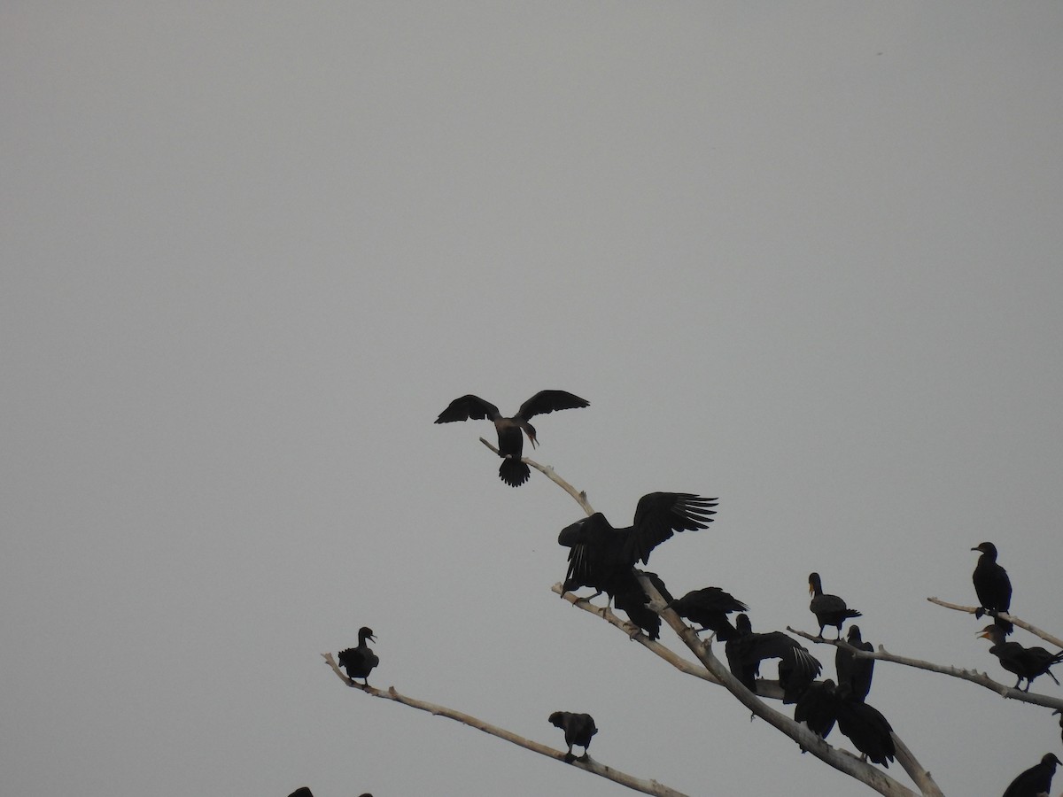 Zopilote beltza - ML627083145