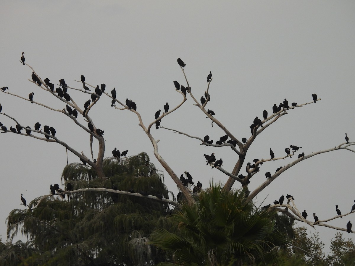 Zopilote beltza - ML627083146