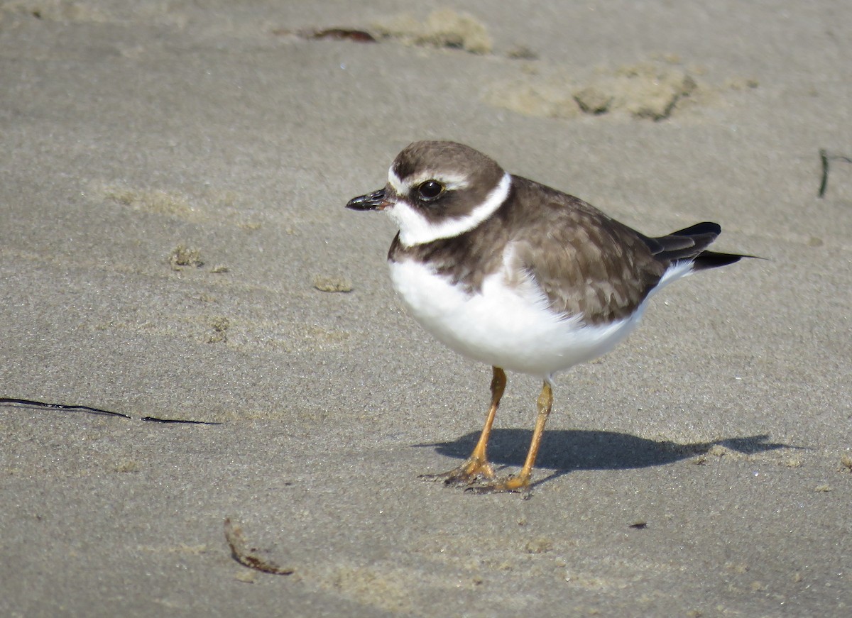 Semipalmated Plover - ML627083213