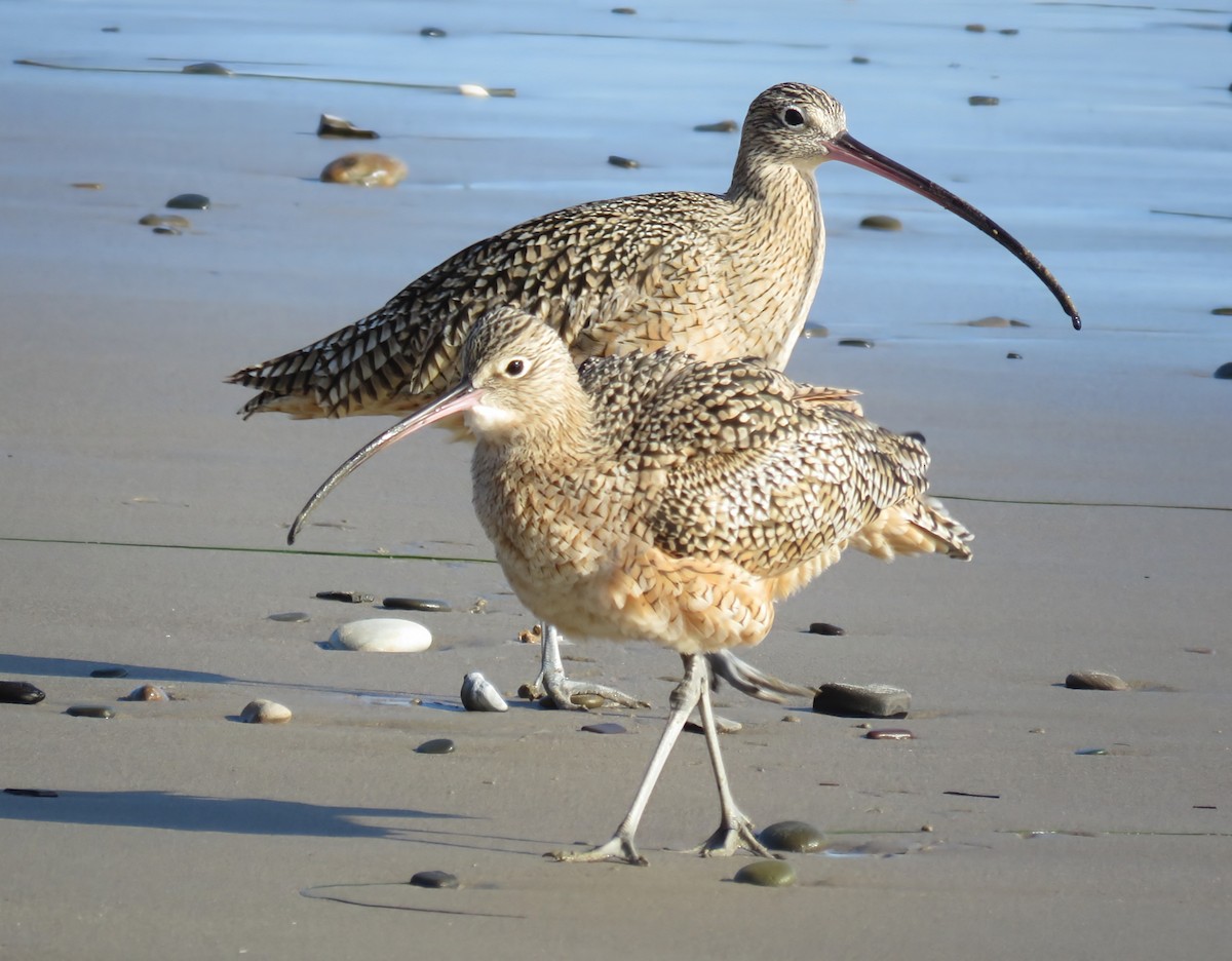 Long-billed Curlew - ML627083234