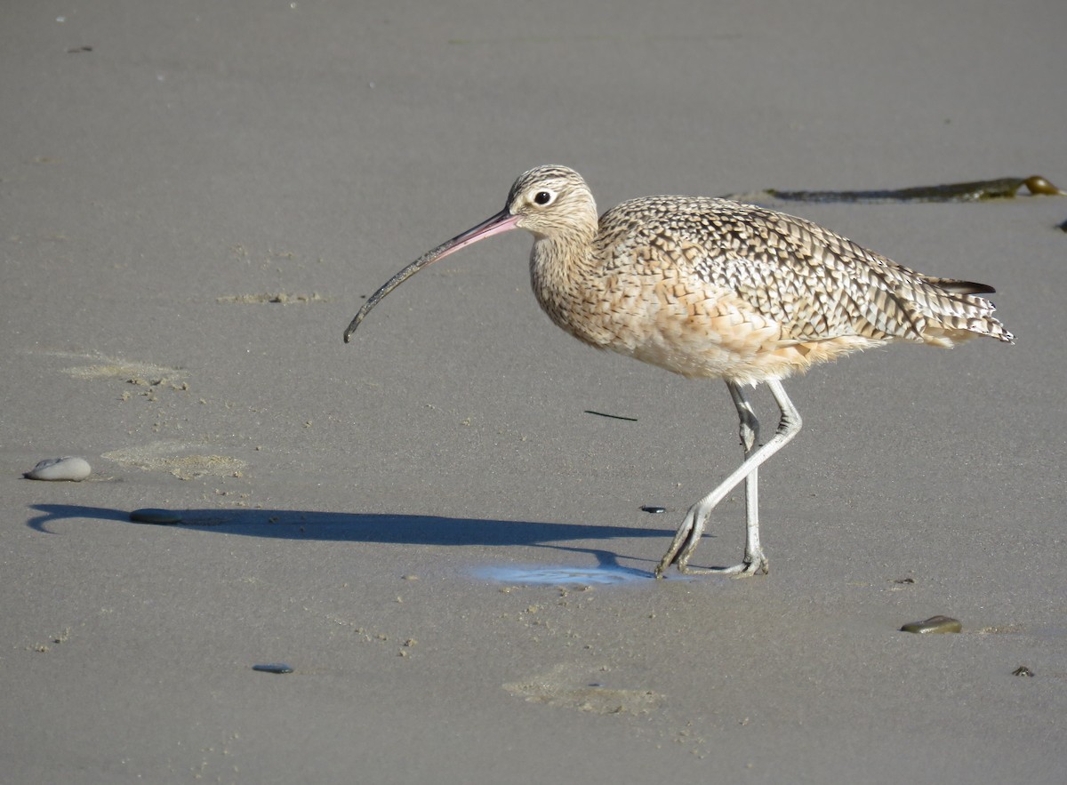 Long-billed Curlew - ML627083235