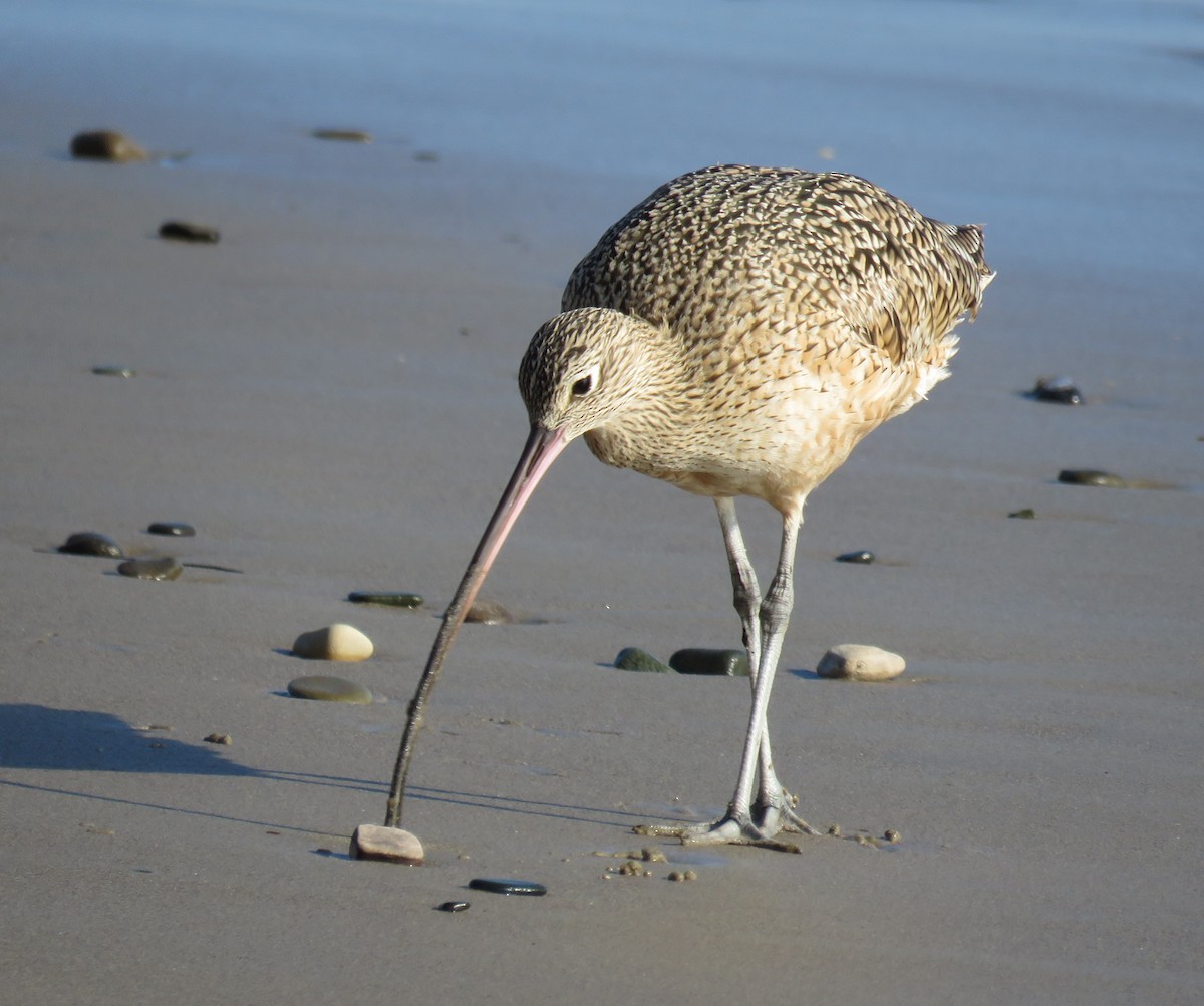 Long-billed Curlew - ML627083236