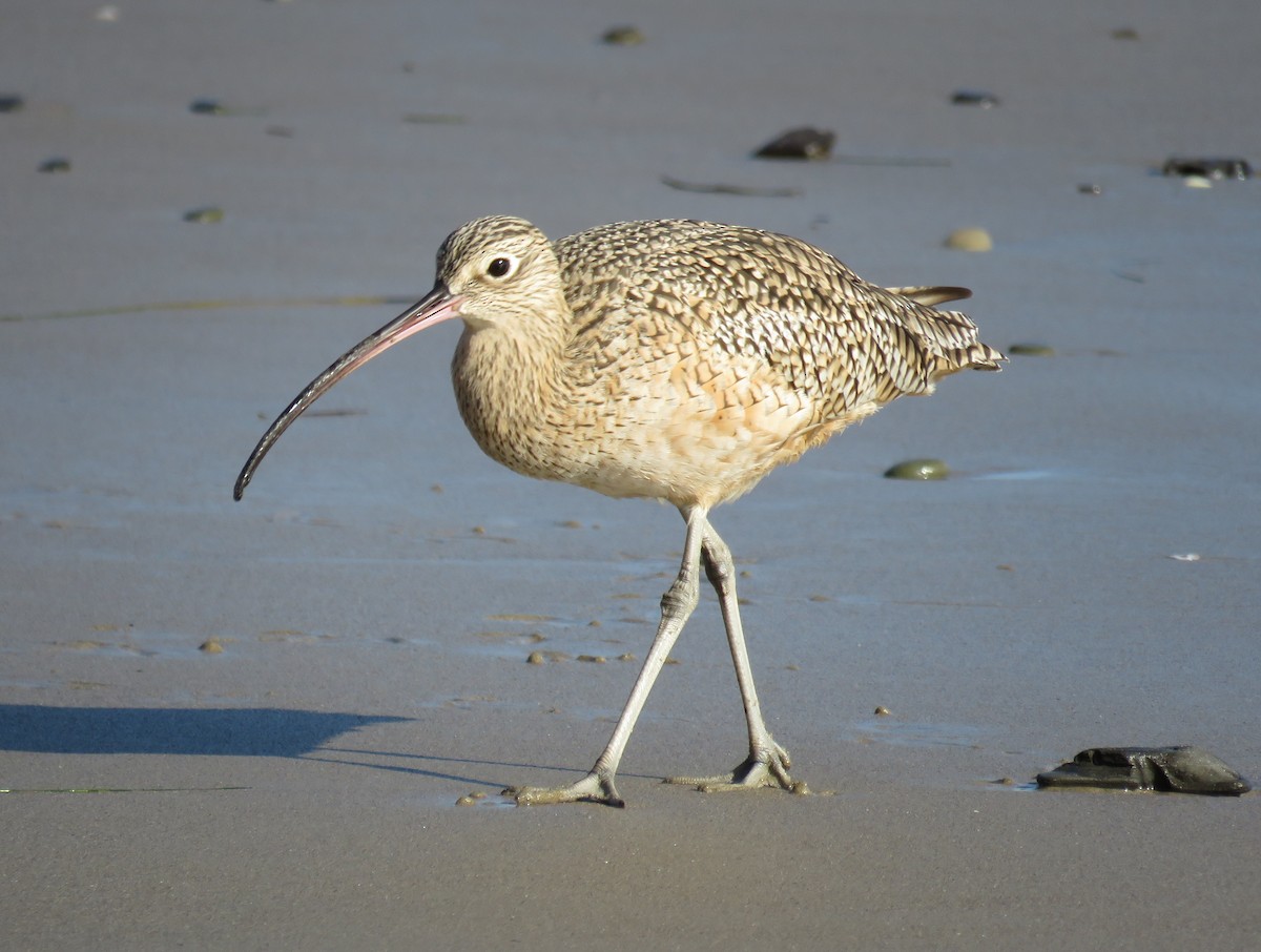 Long-billed Curlew - ML627083237