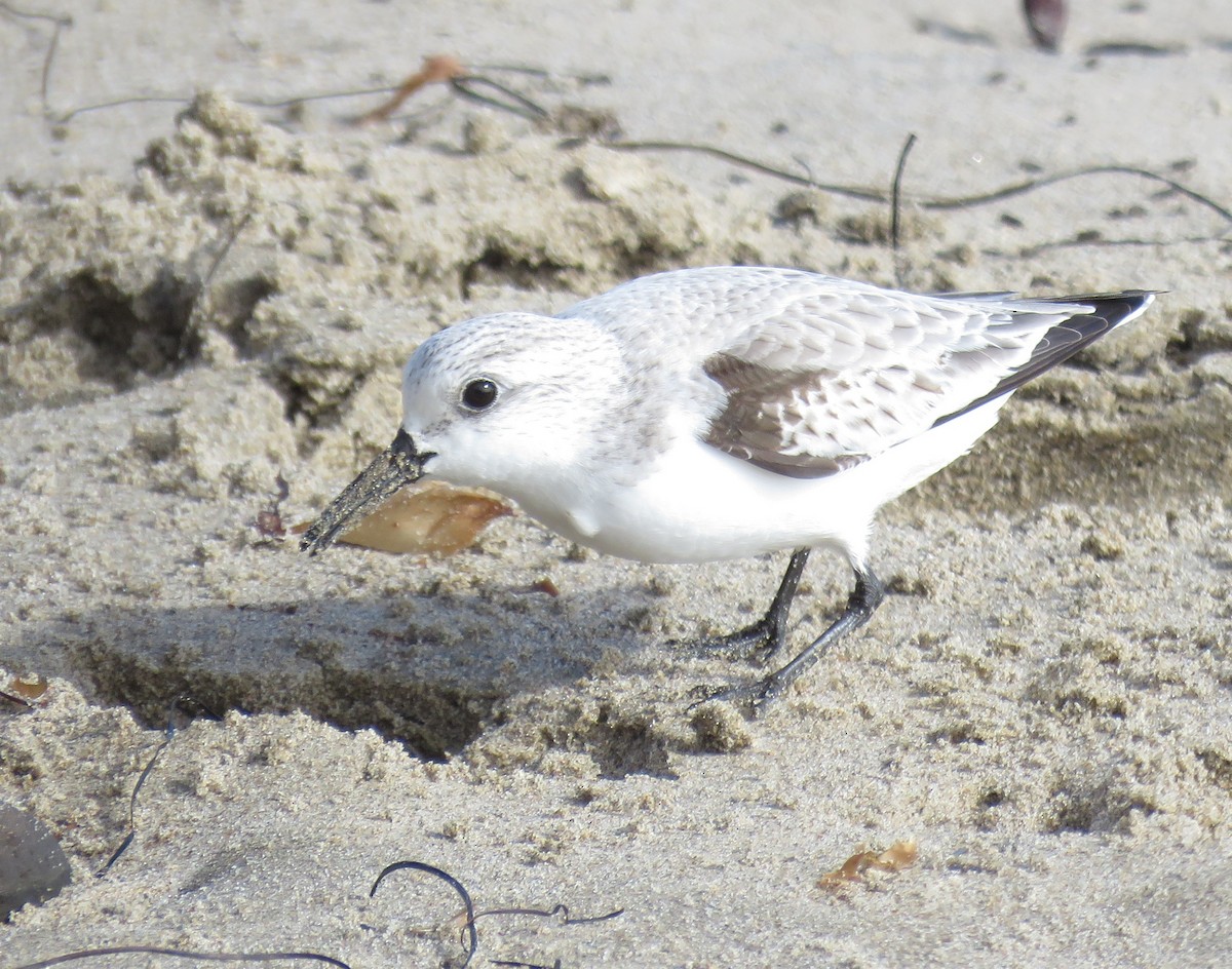 Sanderling - ML627083258