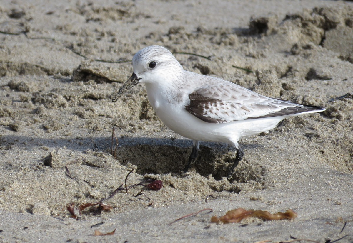 Sanderling - ML627083259