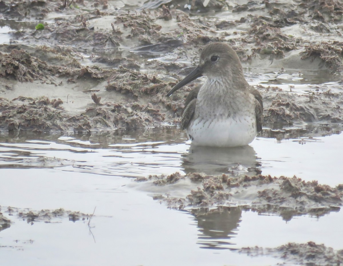 Dunlin - ML627083267
