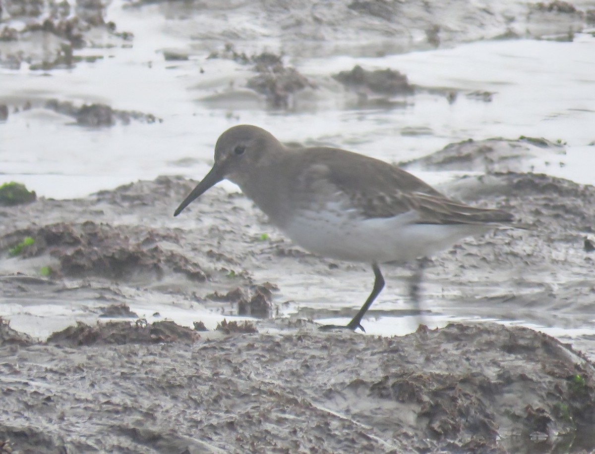 Dunlin - ML627083268