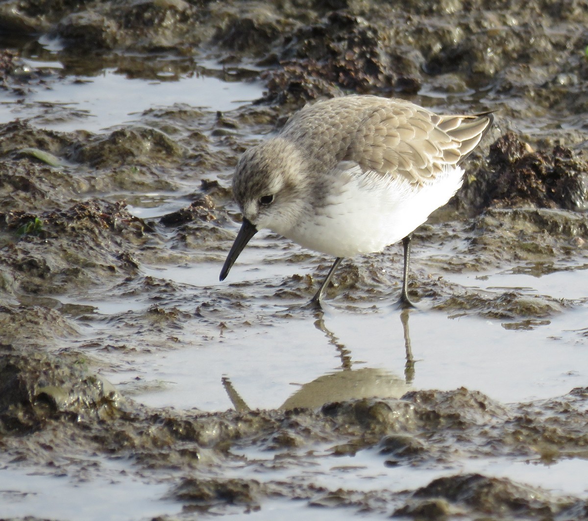 Western Sandpiper - ML627083276