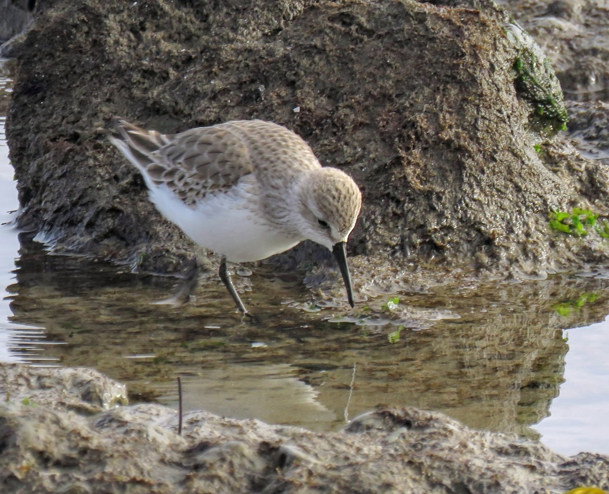 Western Sandpiper - ML627083277