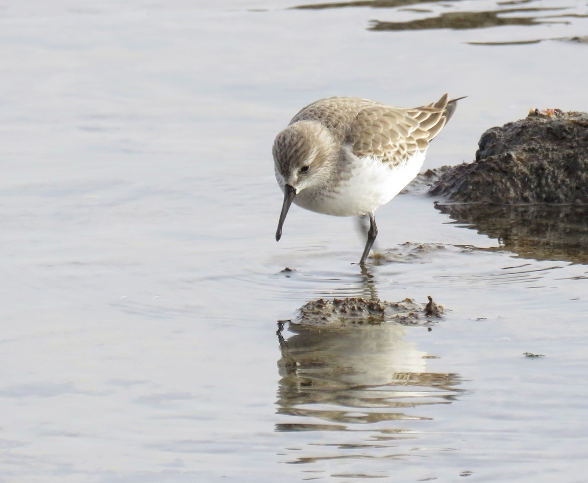 Western Sandpiper - ML627083278