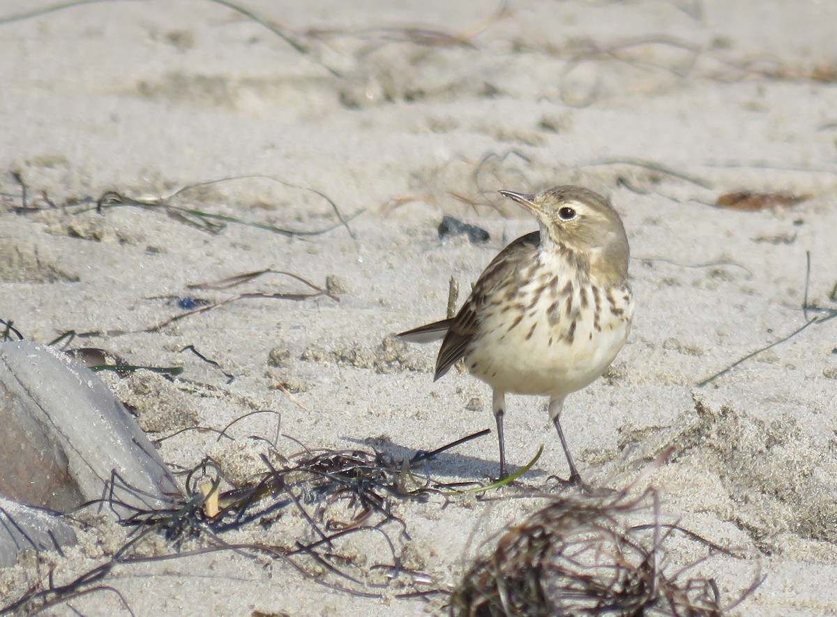 American Pipit - ML627083283
