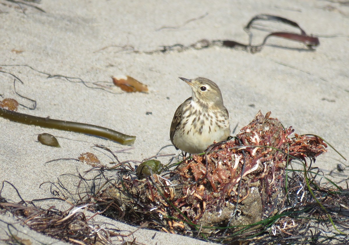 American Pipit - ML627083284