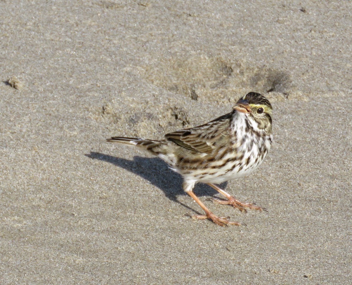 Savannah Sparrow - ML627083301