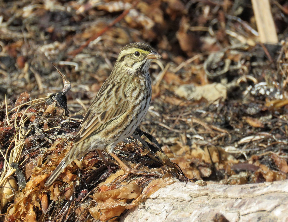 Savannah Sparrow - ML627083302
