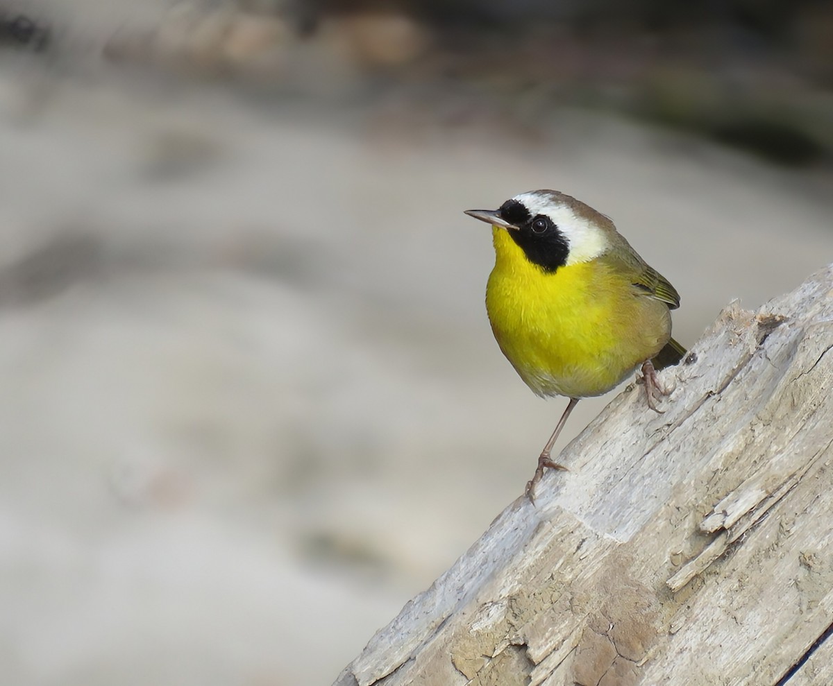 Common Yellowthroat - ML627083319