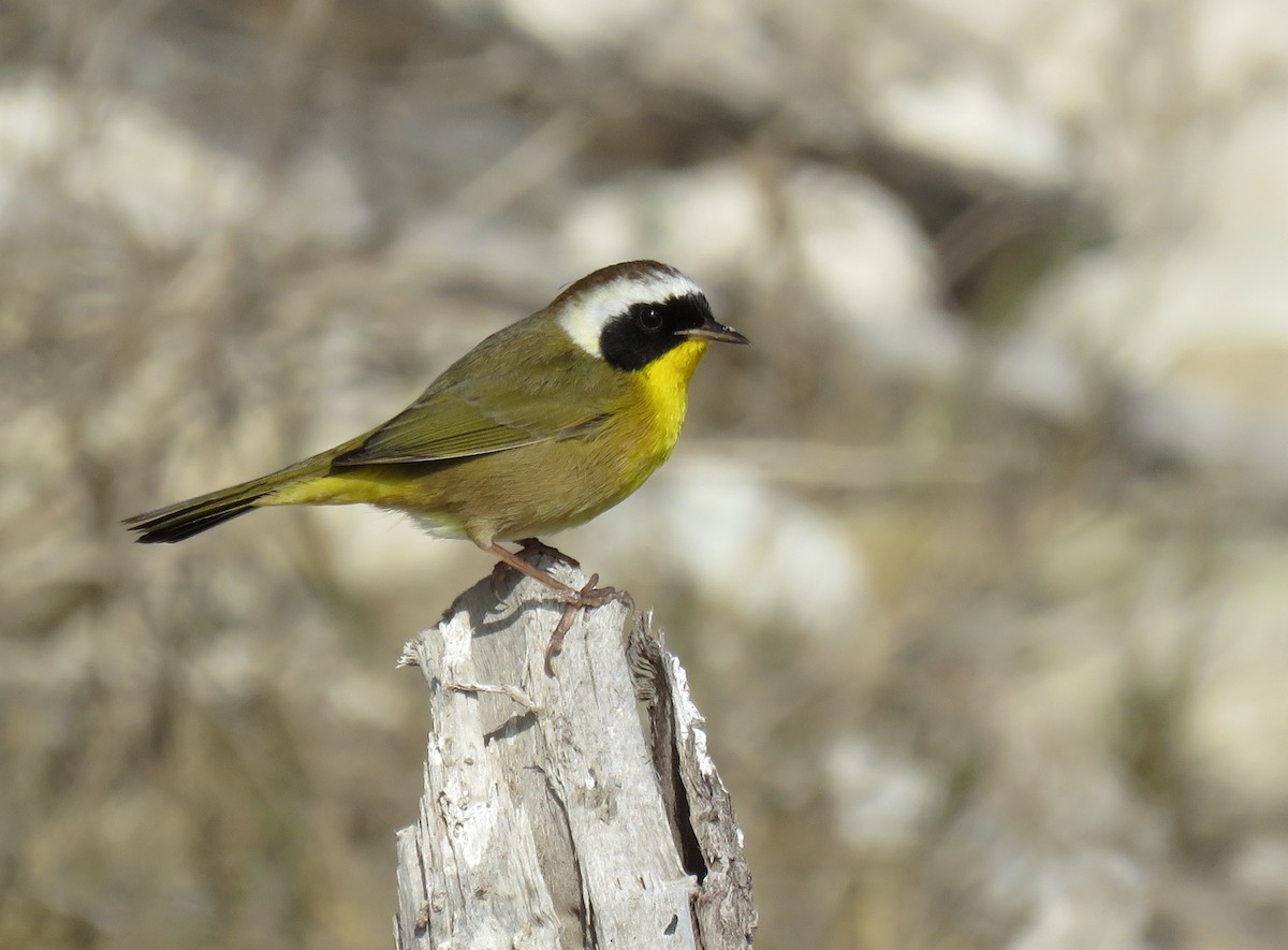 Common Yellowthroat - ML627083320
