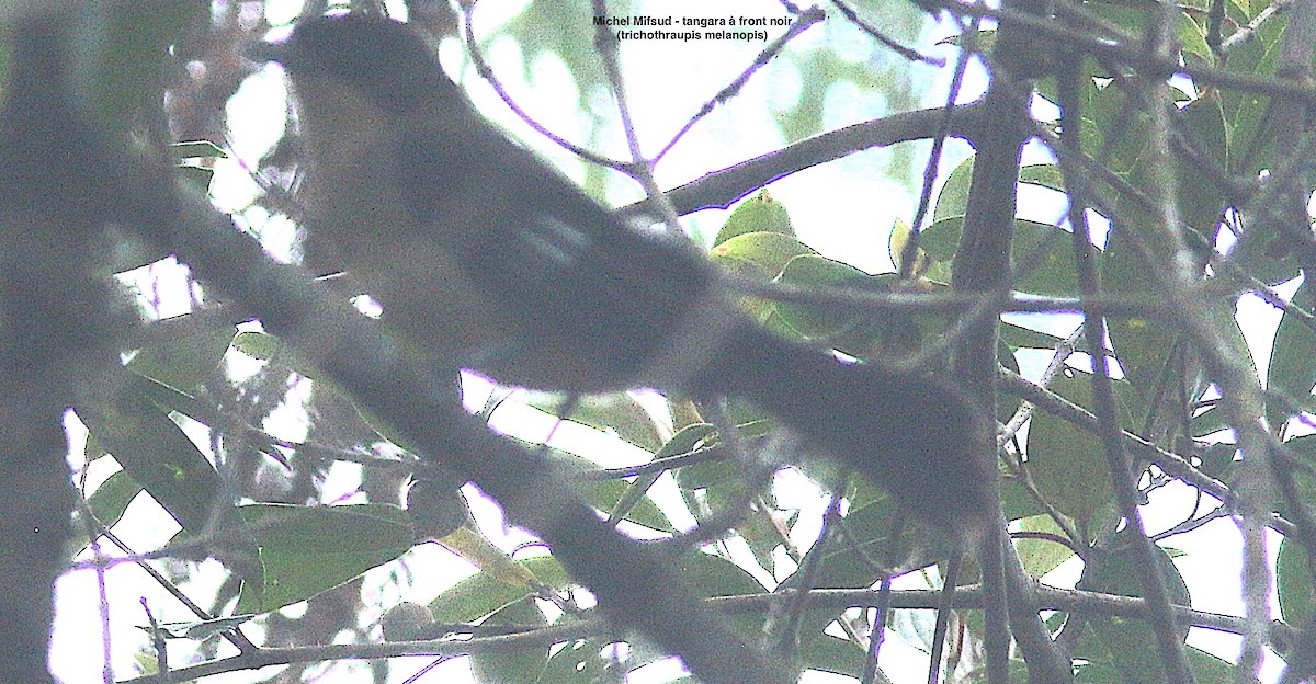 Black-goggled Tanager - ML627083369