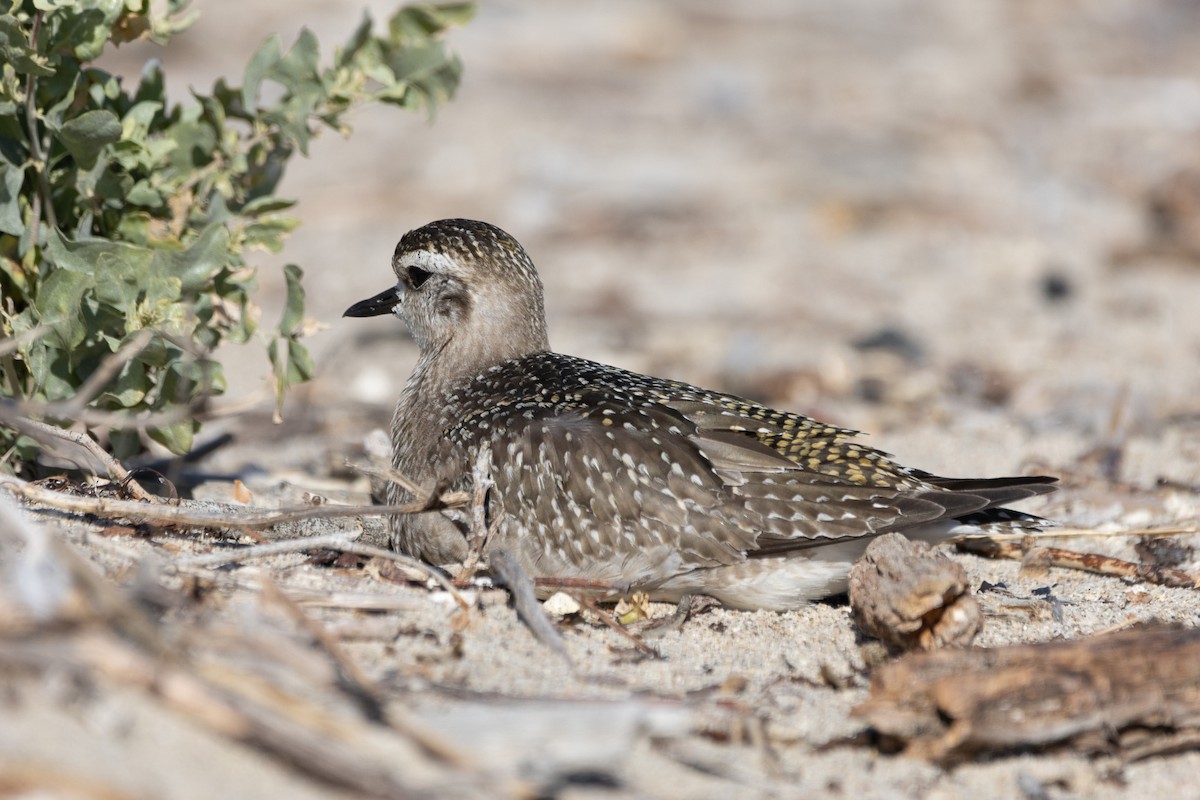 American Golden-Plover - ML627083428