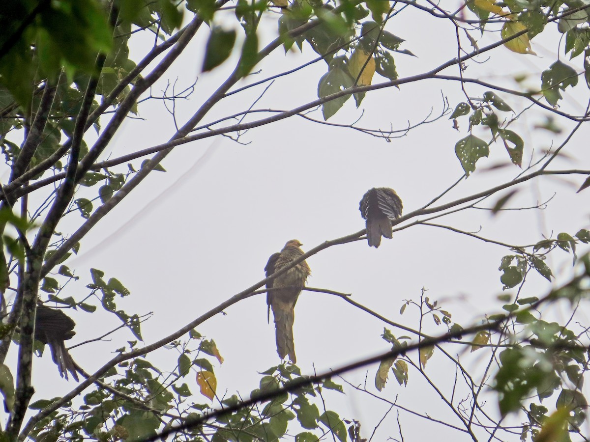Sultan's Cuckoo-Dove (Sulawesi) - ML627083455