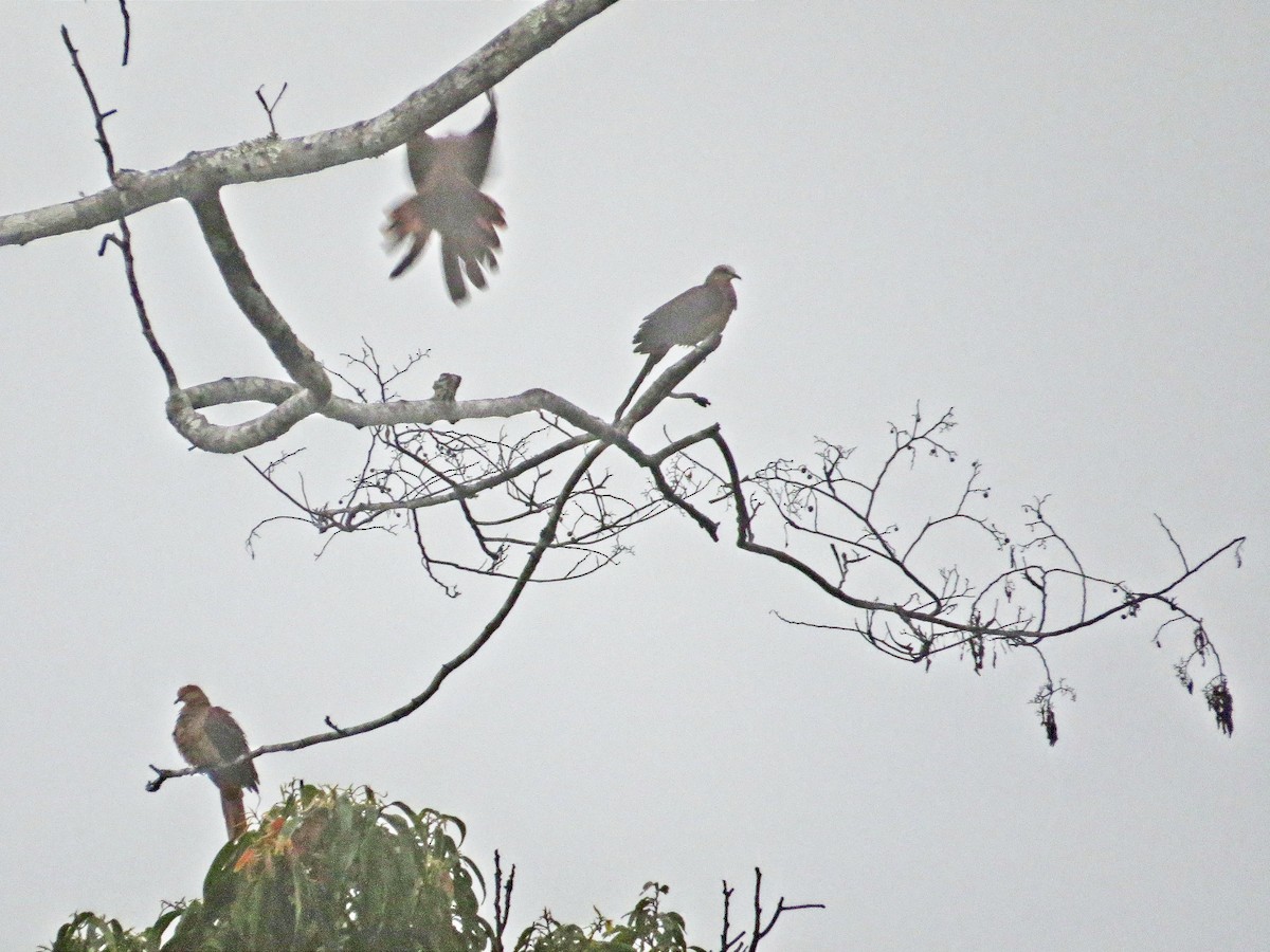 Sultan's Cuckoo-Dove (Sulawesi) - ML627083456