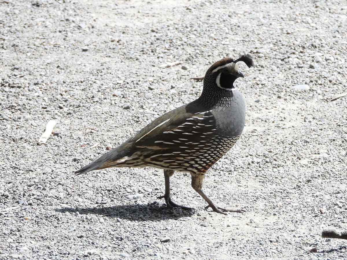 Galeper kaliforniarra - ML627083457